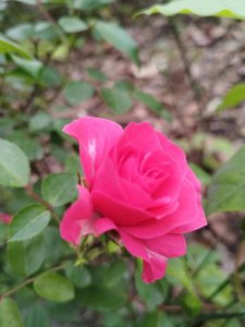 ​读书笔记10：《儒林外史》中少有的正面人物鲍文卿