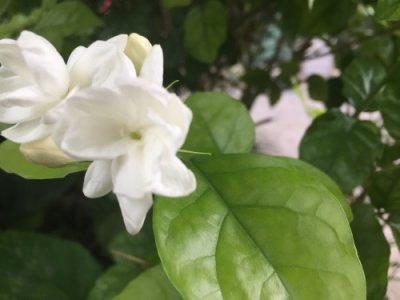 ​茉莉花为啥不能“养在家里”？听了老花匠的分析，感觉很有道理