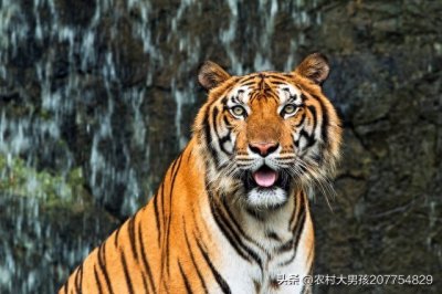 ​世界上的大型猛兽有哪些