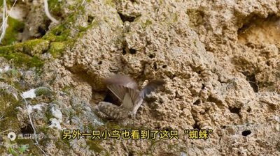 ​蛛尾拟角蝰用尾巴勾引小鸟，小鸟被咬到头居然逃脱，意想不...