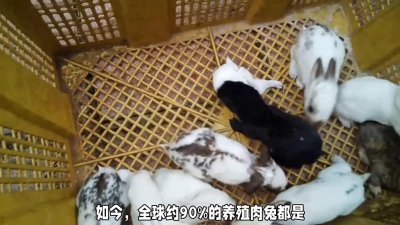 ​精选肉兔品种推荐