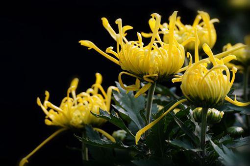 《效陶彭泽》古诗阅读赏析