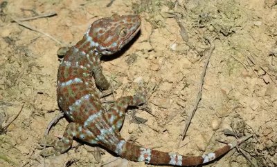 ​带你识别蛤蚧