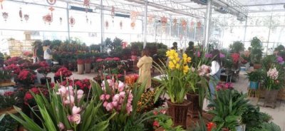 ​“花”式过春节！红红火火的年宵花，养眼又喜庆