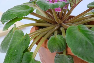 ​非洲堇砍头苗怎么处理