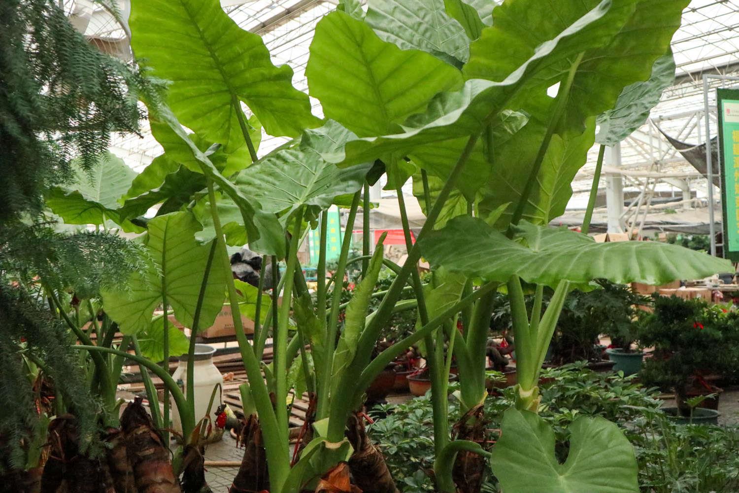 滴水观音 滴水观音