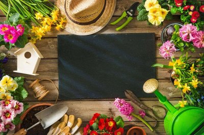 ​如何辨别西南吊兰