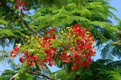 ​苏木板材的优缺点-苏木的清洁保养方法