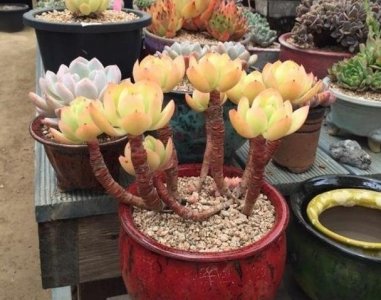 ​多肉养成“老桩”并不难，照做“3个步骤”，1年就有“造型”