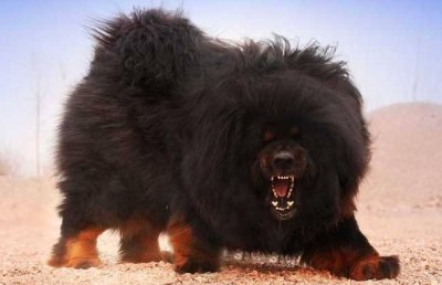 ​藏獒和老虎哪个厉害(老虎和藏獒哪个厉害？这是老虎被黑的最惨一次)