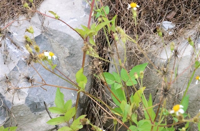 战地之王网名 战地之王网名