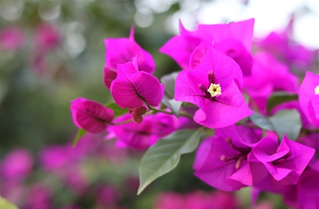 最流行的甜美女生网名(优选352个) 最流行的甜美女生网名(优选352个)