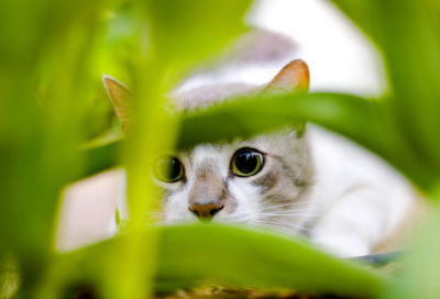 ​姓石女孩子取名字大全1300个