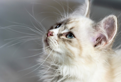 ​吴姓好听稀少的名字1300个