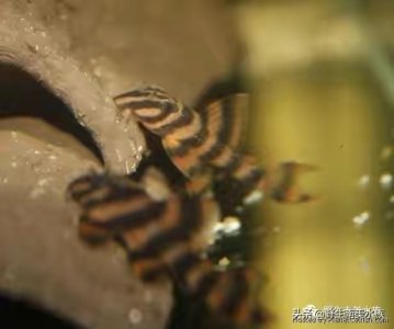 ​异形鱼的饲养和新手建议饲养品种的介绍