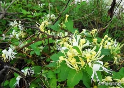 ​野外遇到这种“鸳鸯藤”，不妨摘点，花朵百元一斤，藤条20元1斤