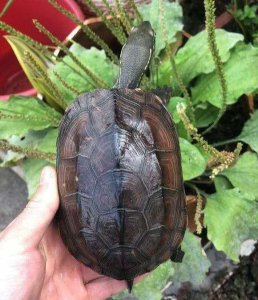 ​中华乌龟——草龟