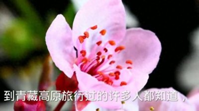 ​昆仑女神，为爱守候，何时回乡