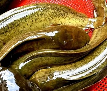 ​大家尽量少吃这种鱼，简直就是“垃圾鱼”，身上含有细菌寄生虫！