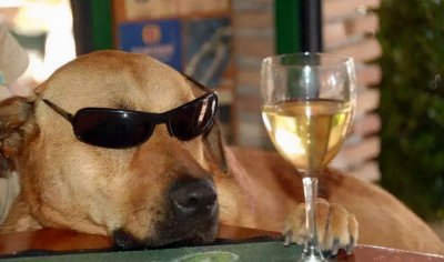 ​搞笑界怎能少了狗子？16张让人忍俊不禁的照片，展示狗狗搞笑实力