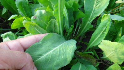 ​板蓝根种植与技术管理