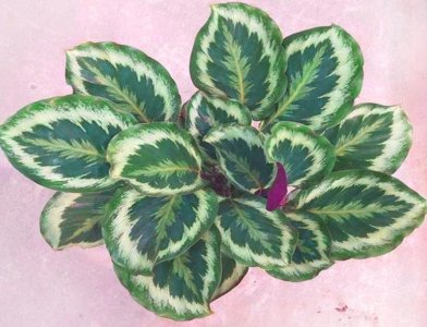 ​植物界梦想与勇气之花—彩虹竹芋，这么养，油光绿翠