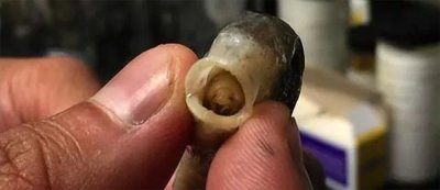 ​缩头鱼虱科的两大代表，寄生口腔钻腹扎营，它们因太像而常被混淆