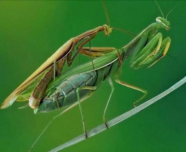 ​螳螂在交配完后，母螳螂会吃掉自己的另一半，公螳螂为何不反抗？