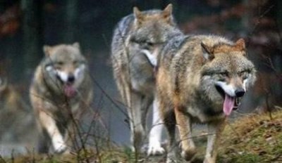 ​狼孩是怎么一回事？面对人类婴儿为什么选择养育，而不是吃掉