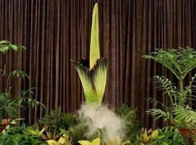 ​濒危“尸体花”盛开，数千人排队参观：腐臭难闻，观众或需呕吐袋