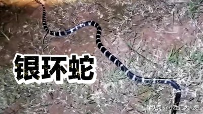 ​中国第一毒蛇——银环蛇