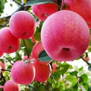 ​10 亩红肉苹果种植成本与利润分析