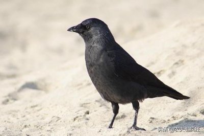 ​俗语“腊七腊八，冻死寒鸦”啥意思？春节时冷不冷？听听老农咋说