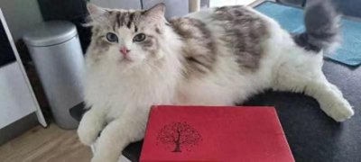 ​打油诗合集(之一)