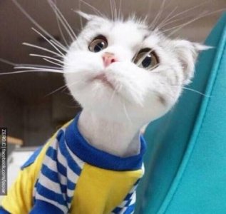 ​减肥经典句子105句