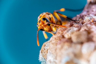 ​家里来马蜂做窝是凶还是吉？马蜂来家筑巢的预兆解析！