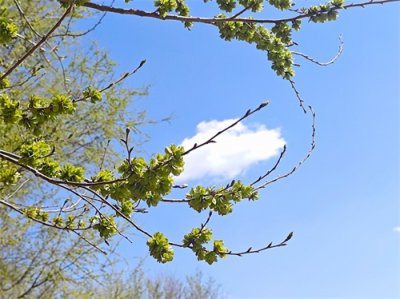 ​榆花，被忽视的美丽；榆钱，镌刻在记忆深处的美味