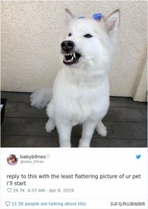 ​30张毛孩爆笑丑照，主人拍到心好累啊