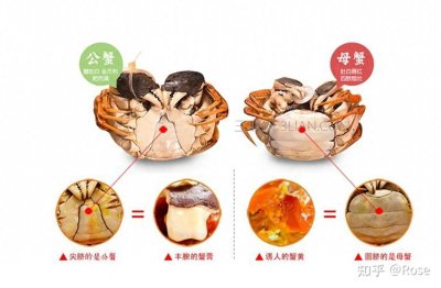 ​螃蟹的秘密