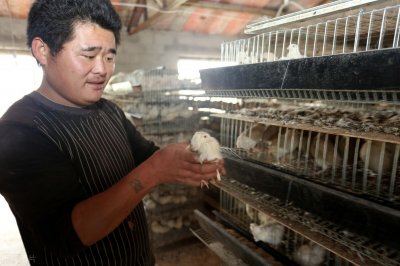​40天产蛋，10个月淘汰，鹌鹑一生能给养殖户带来多少价值