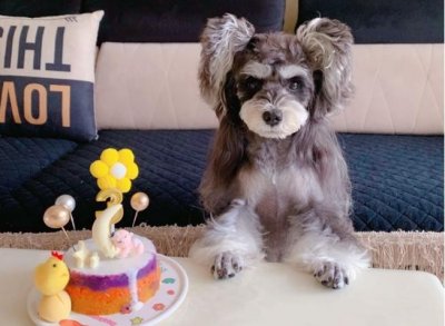 ​为何“雪纳瑞”越来越少人养？脾气再好，也躲不过这几点