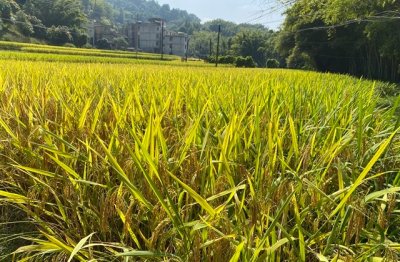 ​夫妻恩爱的微信四字微信名