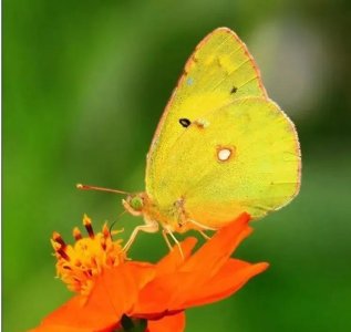 ​九首蝶恋花，晏殊细腻容若痴情，每一首都精彩，大饱眼福
