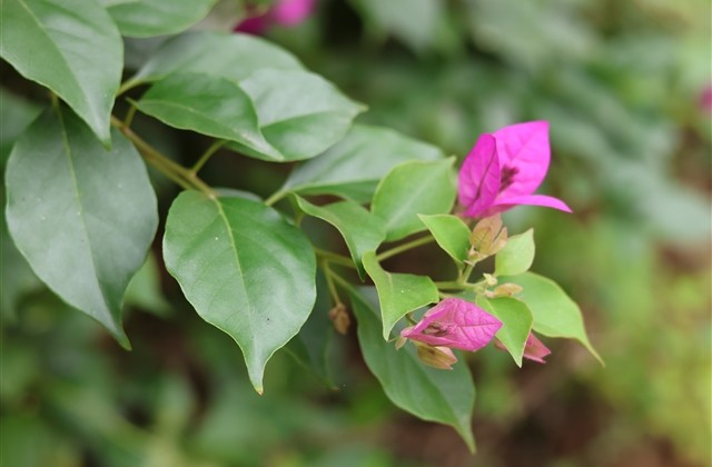 关于坚强的网名 形容励志坚强的网名(精选46个)