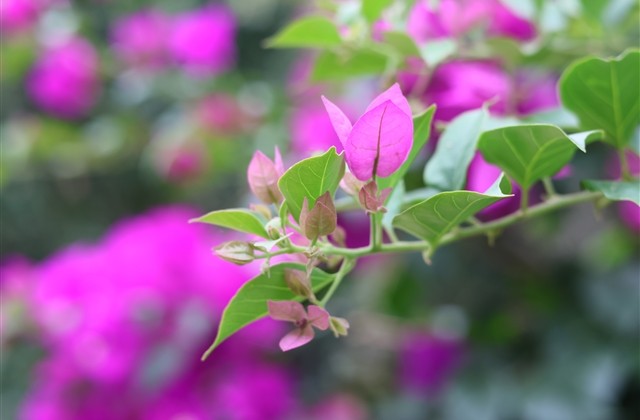 关于坚强的网名 形容励志坚强的网名(精选46个)