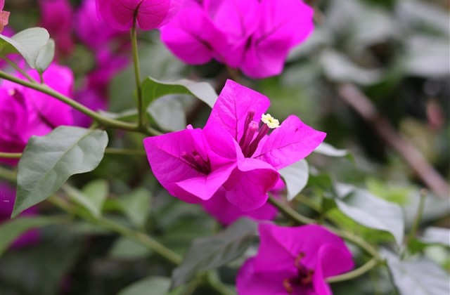 关于坚强的网名 形容励志坚强的网名(精选46个)