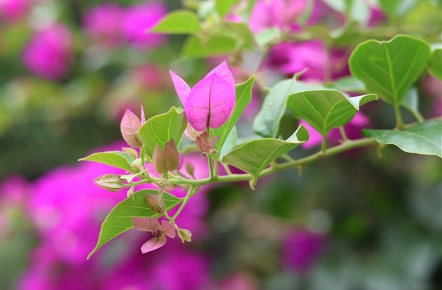 看淡一切无所谓的网名 看淡一切无所谓的网名