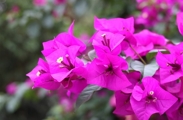 属龙的人网名四字