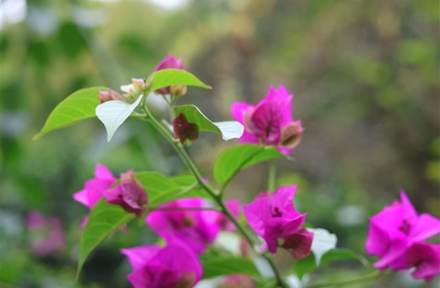 禁欲系英文网名 禁欲系英文网名