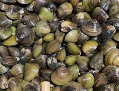 蚬子的产地 蚬子是什么样的